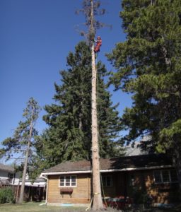 Hazardous Tree Removal Banff