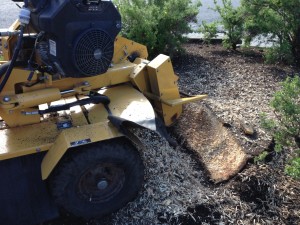 Stump Grinding, Stump Removal